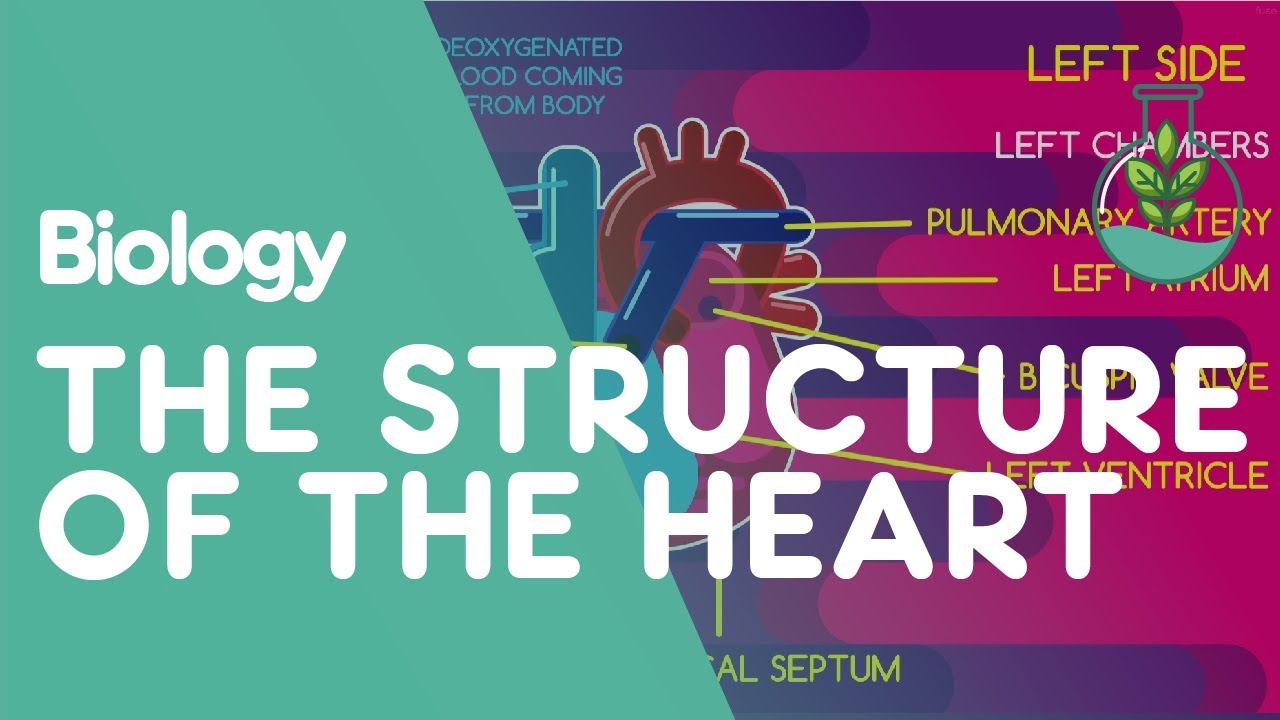 the-structure-of-the-heart-physiology-biology-fuseschool