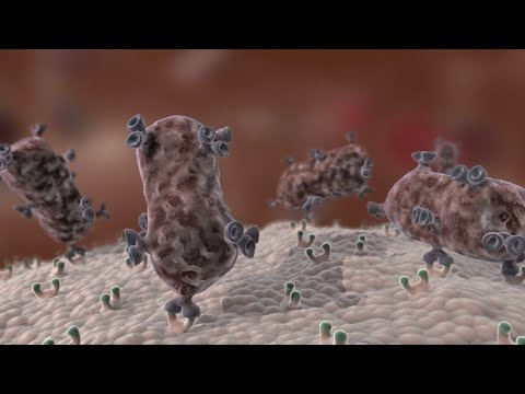 antibody-immune-response-nucleus-medical-media