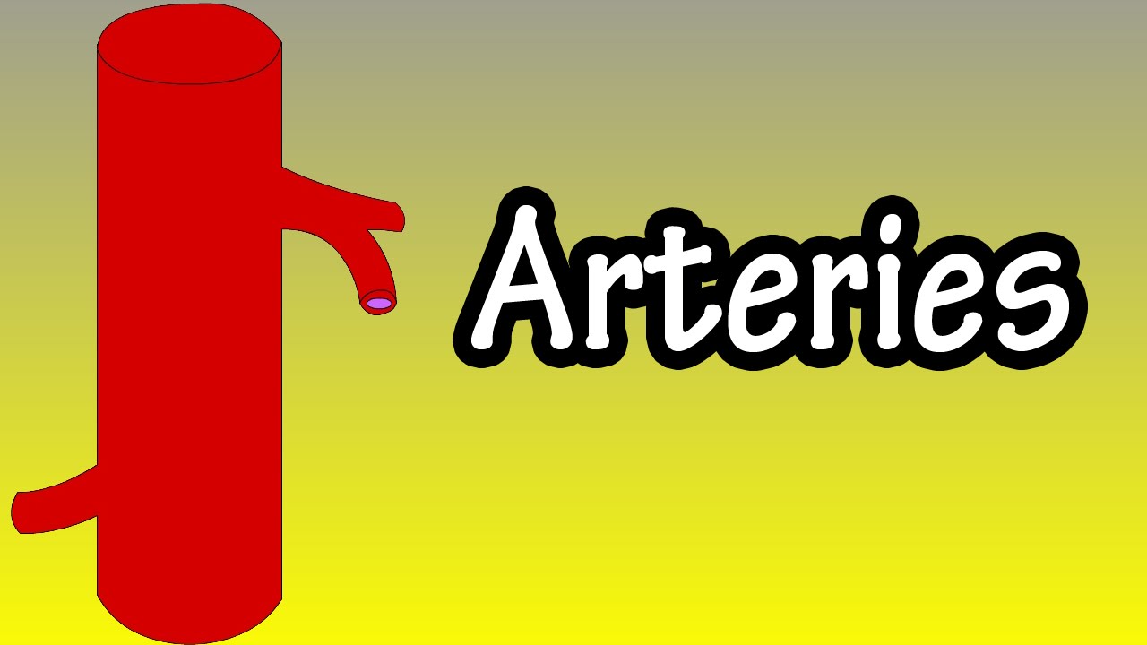 arteries-functions-of-arteries