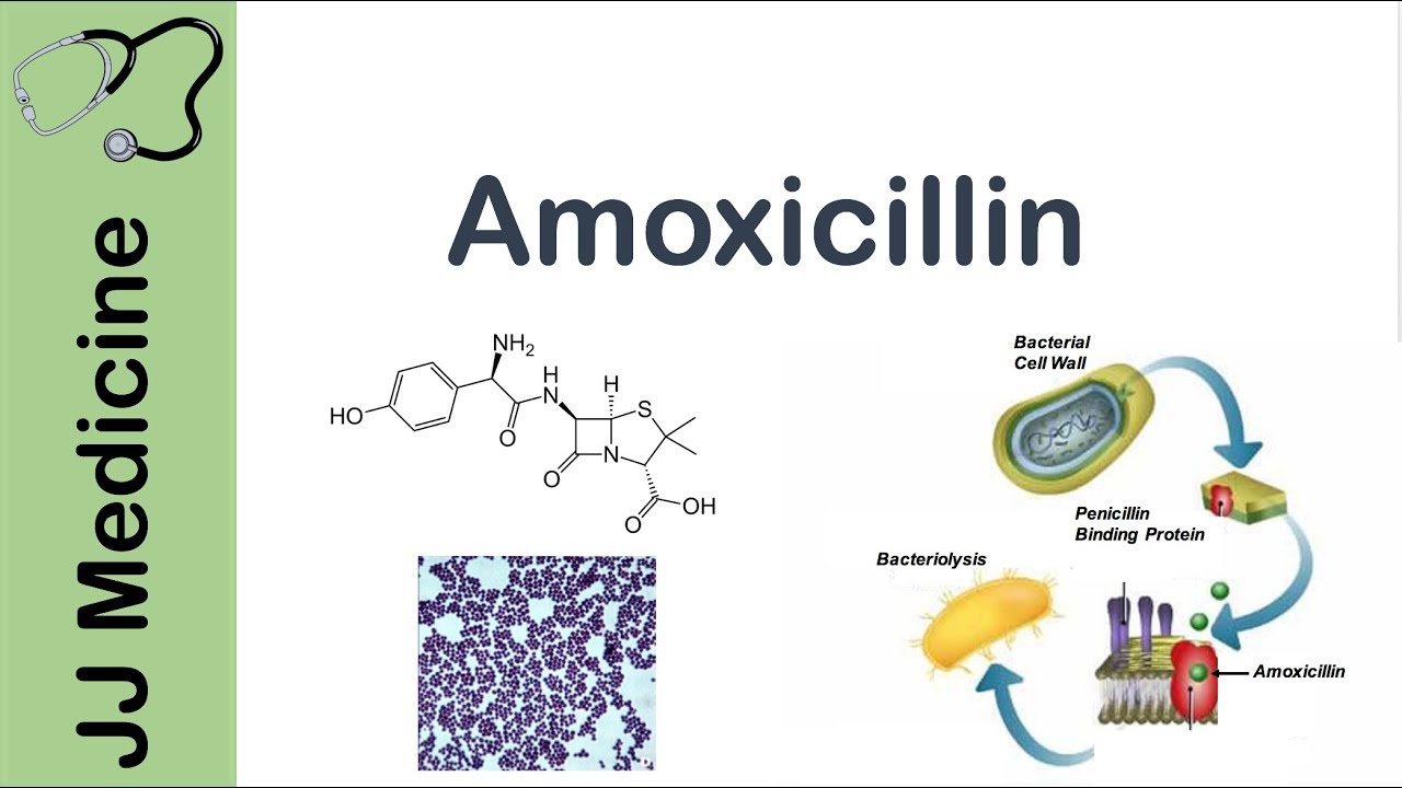 amoxicillin-bacterial-targets-mechanism-of-action-adverse-effects-antibiotic-lesson